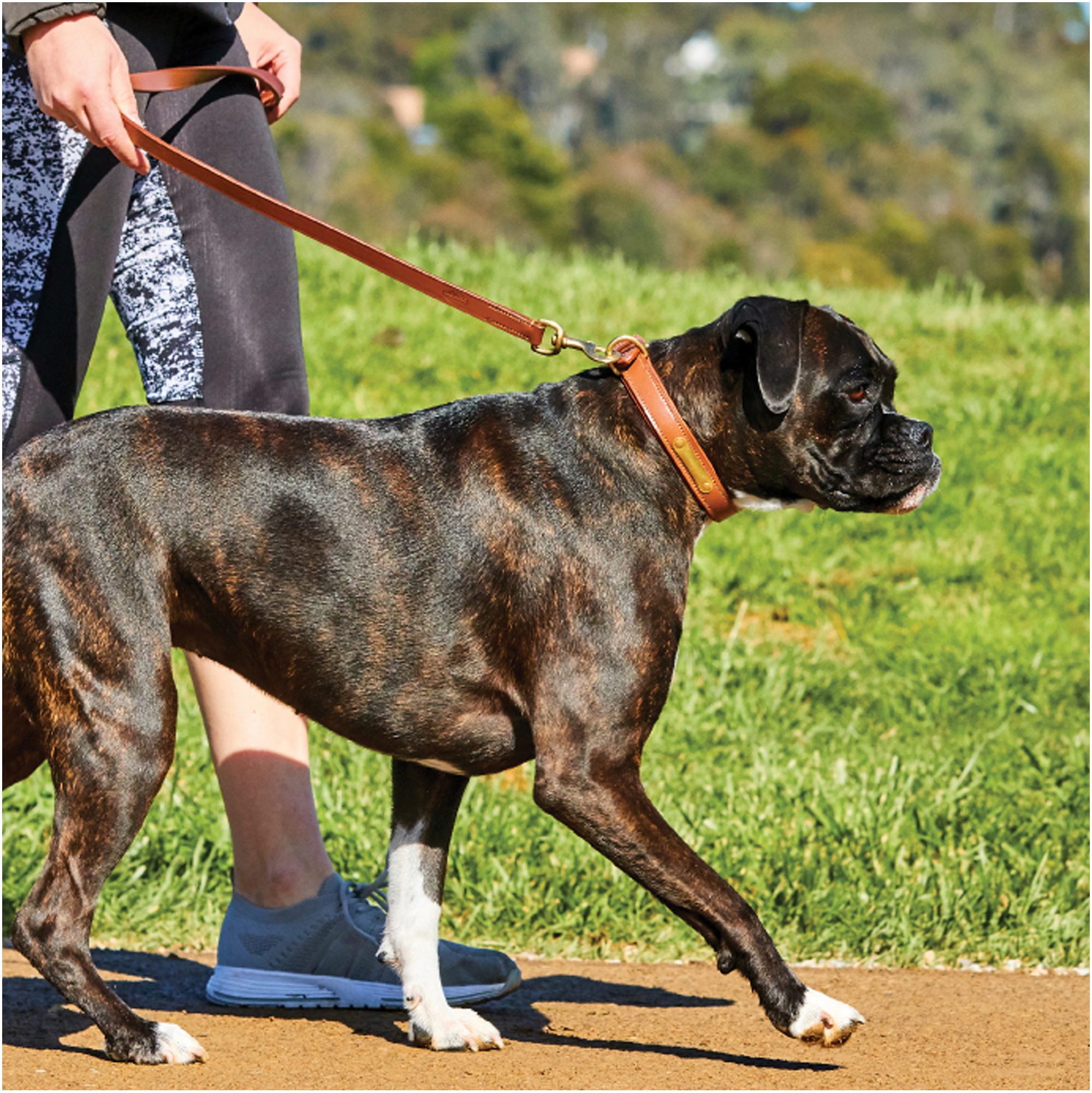 Weatherbeeta Padded Leather Dog Collar 1001696 - Tan